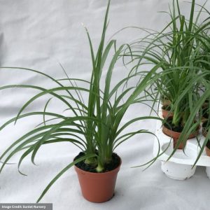 Palm – Ponytail – 2″ Pot