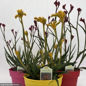 Anigozanthos (Kangaroo Paw) – Assorted – 6″ Pot