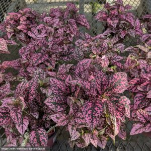 Hypoestes – Splash Assorted – 4″ Pot