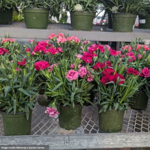 Carnation – Assorted – 4″ Pot
