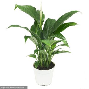 Peace Lily (Spathiphyllum) – 4″ Pot