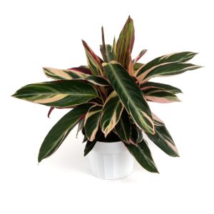 Stromanthe – Triostar – 4″ Pot