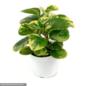 Peperomia – Marble – 4″ Pot