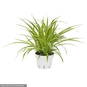 Spider Plant (Chlorophytum) – Ocean – 4″ Pot