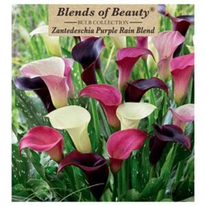 Calla Lily – Purple Rain Mix – 3 Bulb Pack