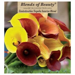 Calla Lily – Tequila Sunrise Mix – 3 Bulb Pack