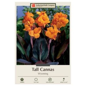Canna Lily – Wyoming – 2 Bulb Pack