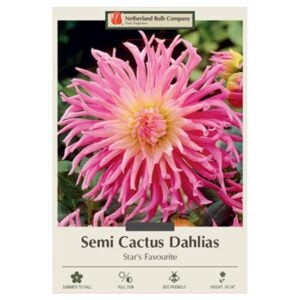 Dahlia Semi Cactus – Star’s Favourite – 2 Bulb Pack