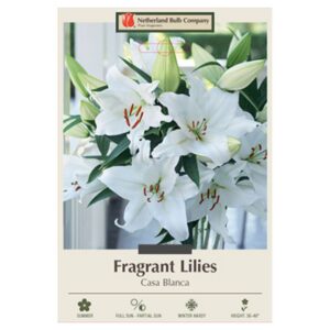 Fragrant Lily - Casa Blanca - 2 Bulb Pack