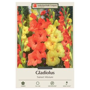 Gladiolus Large Flowering – Sunset Mix – 10 Bulb Pack
