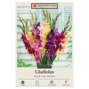 Gladiolus Large Flowering – Valentine Mix – 10 Bulb Pack
