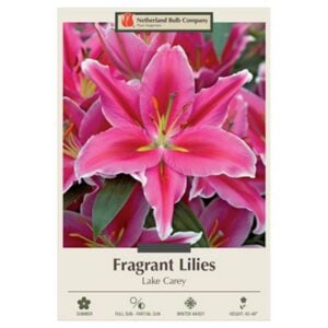 Fragrant Lily – Lake Carey – 2 Bulb Pack