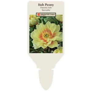Itoh Peony – Bartzella