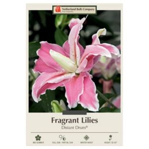 Fragrant Double Lily – Distant Drum® – 2 Bulb Pack