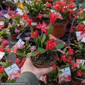 Spring Cactus – Assorted – 4″ Pot