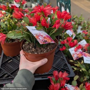 Spring Cactus – Assorted – 6″ Pot