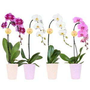 Orchid – Cascading Phalaenopsis Birds of Paradise – 5″ Ceramic Pot