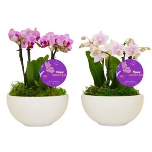 Orchid Garden – Assorted – 6″ Ceramic Pot