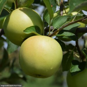 Apple – Semi Dwarf Golden Delicious – #7 Container