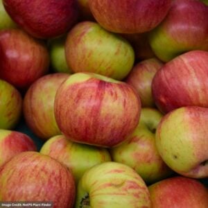 Apple – Semi Dwarf Cortland – #7 Container