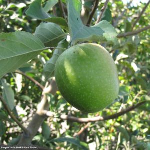 Apple – Semi Dwarf Granny Smith – #7 Container