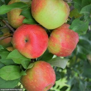 Apple – Semi Dwarf Honeycrisp – #7 Container