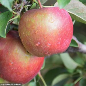 Apple – Semi Dwarf Red Delicious – #7 Container