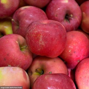 Apple – Semi Dwarf Red Fuji – #7 Container