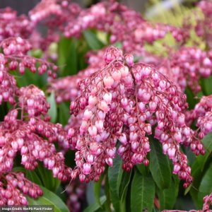Andromeda – Japanese Katsura – #3 Container