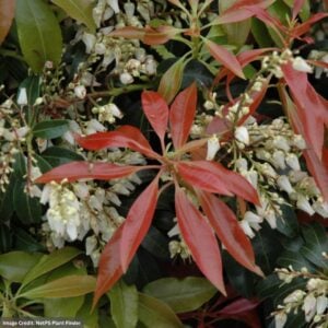 Andromeda – Japanese Scarlet O’Hara – 24-30″ – #7 Container