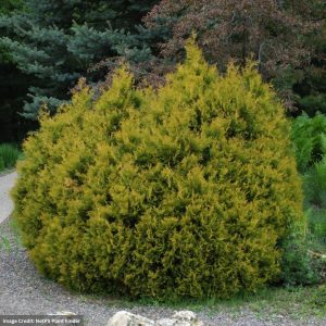 Arborvitae – Rheingold – #3 Container