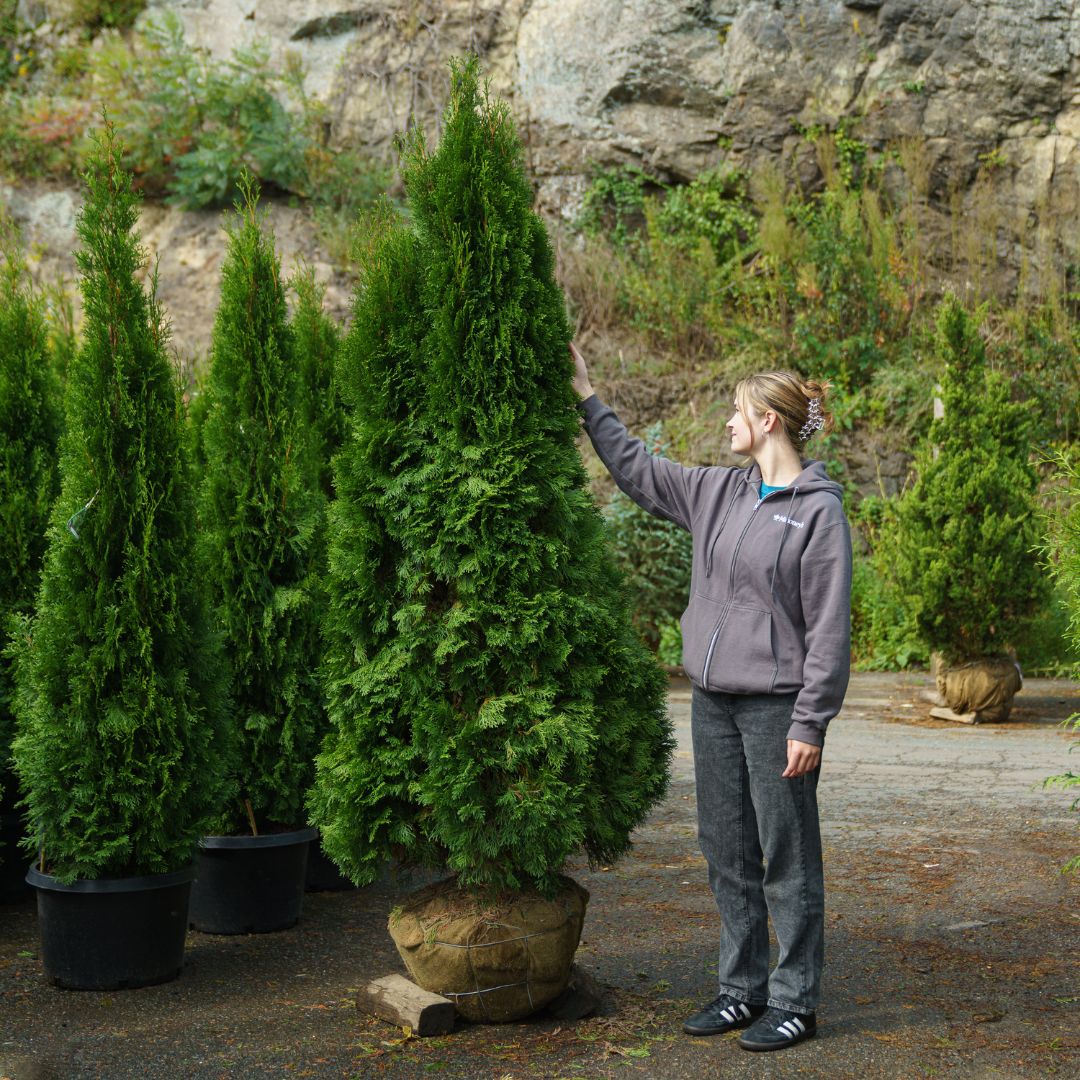Arborvitae - Emerald Green - 6-7ft - B&B | Mahoney's Garden Center