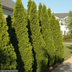 Arborvitae – Emerald Green (Premium) – 6-7ft – B&B