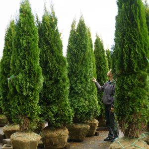 Arborvitae – Emerald Green – 7-8ft – B&B