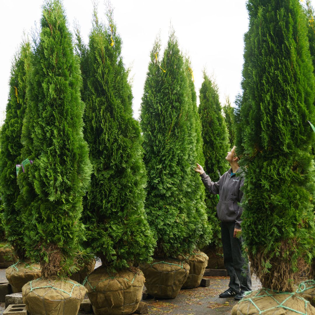 fern plant images Buy Button Fern Plants Online
