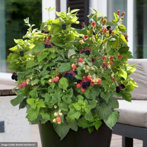 Blackberry (Bushel and Berry®) – Baby Cakes® – #2 Container