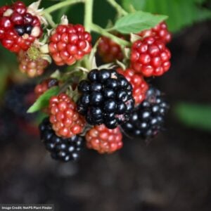 Blackberry – Chester Thornless – #2 Container