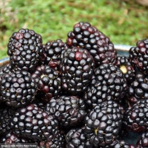 Blackberry – Triple Crown – #2 Container