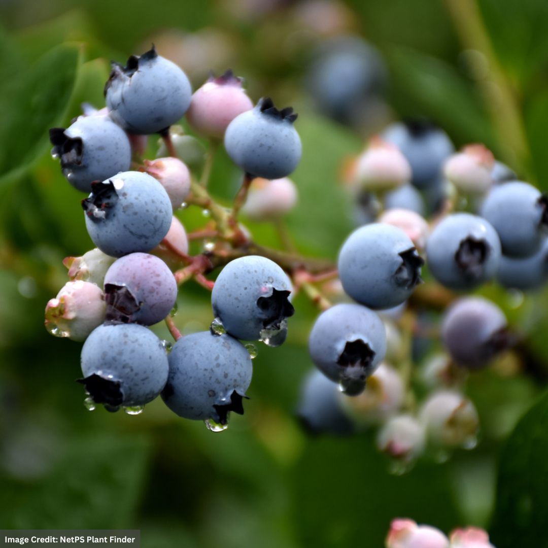 Blueberry - Bluecrop Highbush - #2 Container | Mahoney's Garden Center