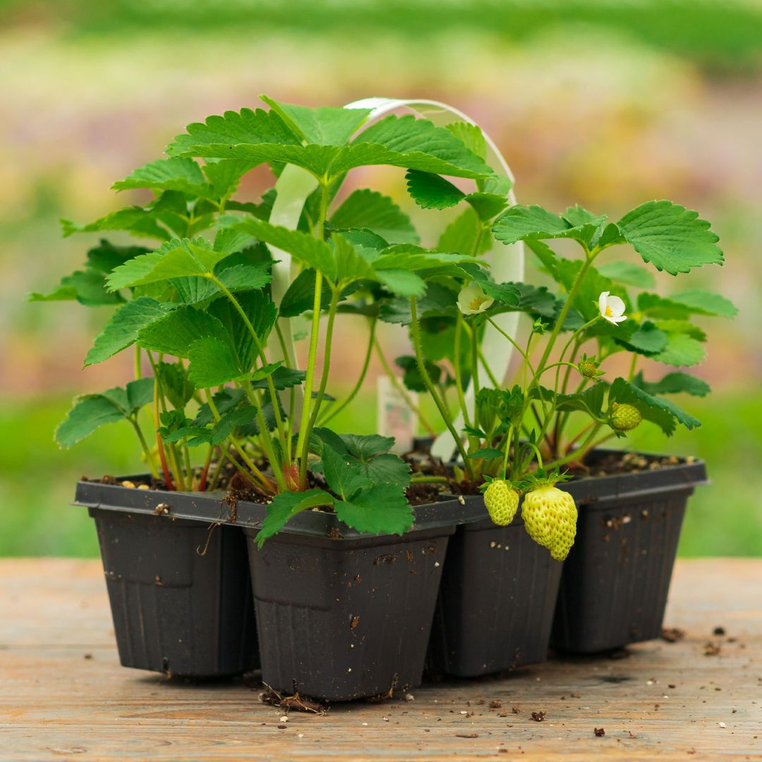 Strawberry - Ozark Beauty - 306 Pack | Mahoney's Garden Center