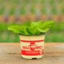 Cabbage – China Express – 4″ Pot