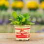 Spinach – Avon – 4″ Pot
