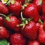 Strawberry – Allstar – 4.5″ Pot