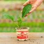 Cauliflower – Self-Blanche – 4″ Pot