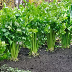 Celery – Tango – 4″ Pot