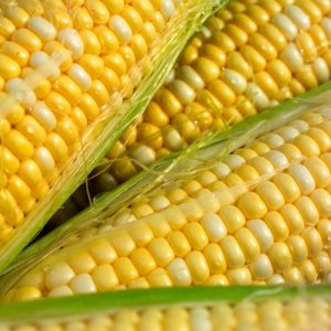 Corn – Butter and Sugar – 4″ Pot