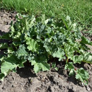 Rhubarb – Victoria – 6.5″ Pot