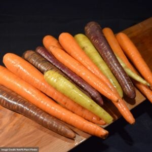 Carrot – Rainbow – 4″ Pot