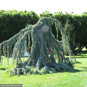 Cedar – Blue Atlas Weeping Serpentine – 6-7ft – B&B