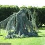 Cedar – Blue Atlas Weeping Serpentine – 6-7ft – B&B